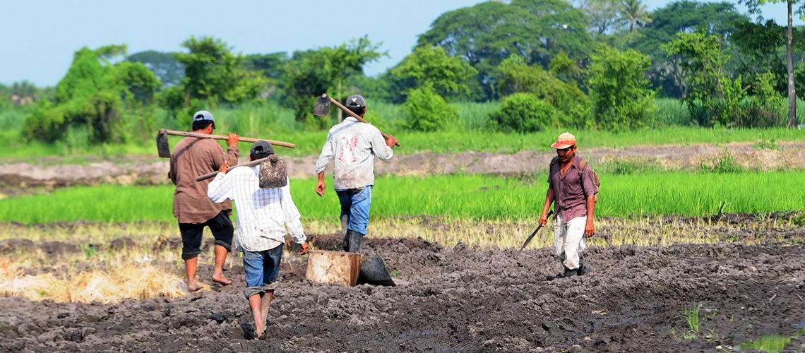 Group of farmers working the land in Escuintla, Guatemala