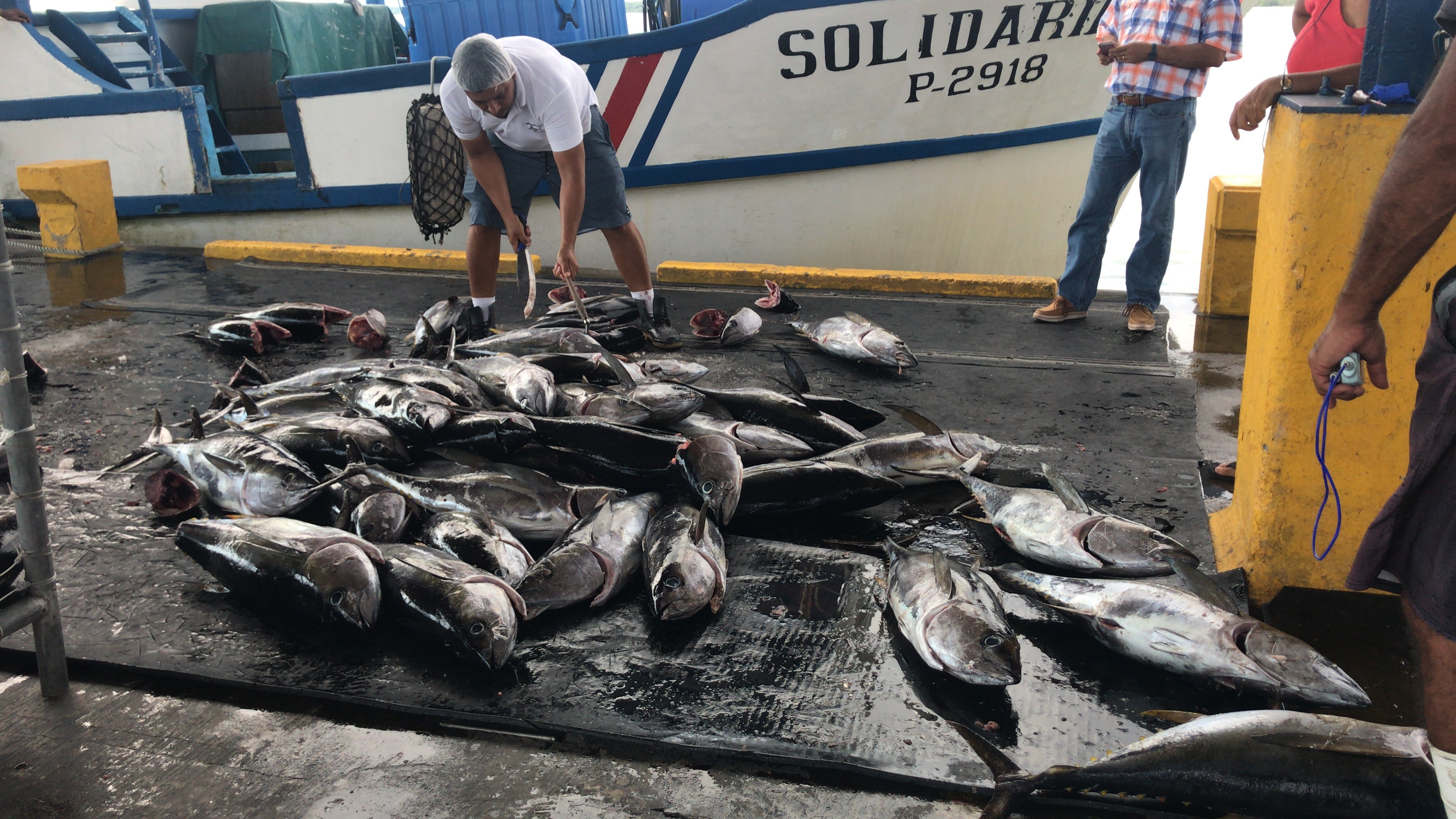 Tuna processing plant in Puntarenas, Costa Rica. Photo: Víctor Fernández Rojas/Incopesca