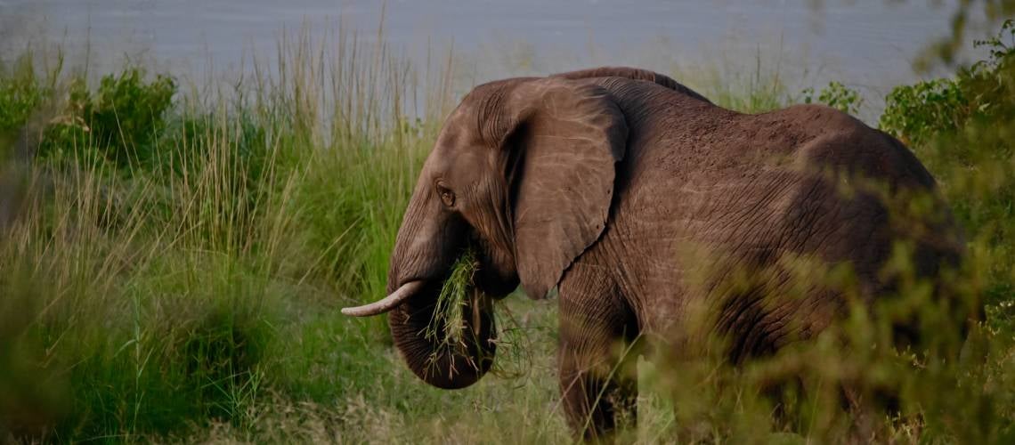 An elephant eating grass next to the Limpopo River in South Africa's Kruger National Park. Photo: Carine Durand/World Bank