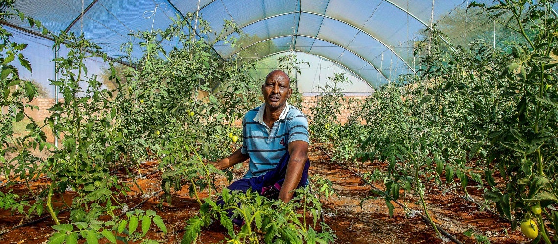 Vegetable farmer in his greenhouse in Kenya, where he grows grows tomatoes, kale and spinach.