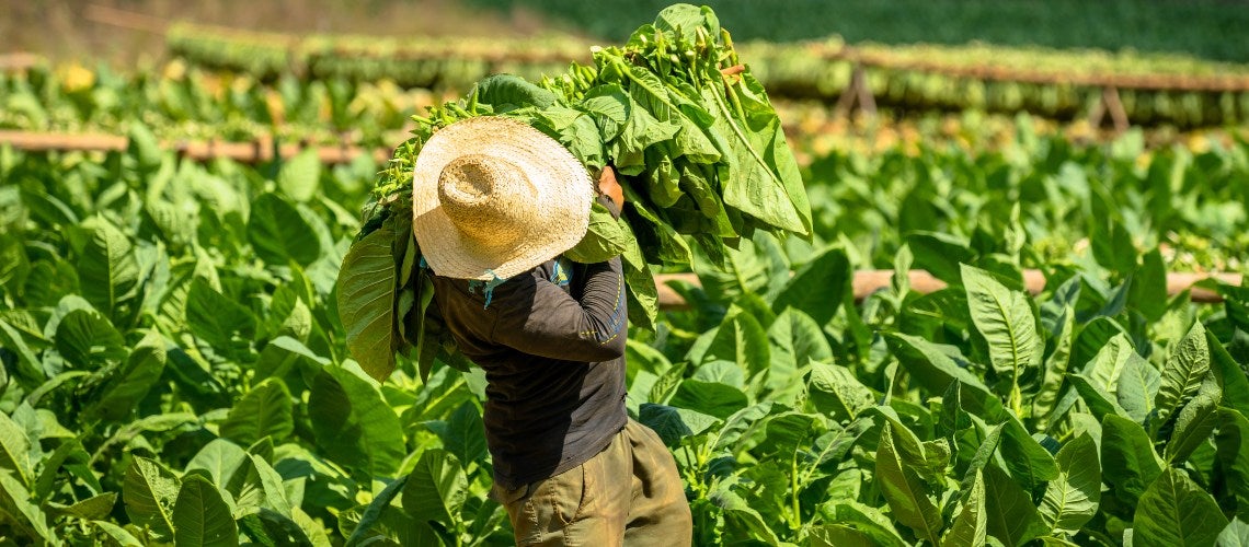 A farmer picking up tobacco A farmer picking up tobacco