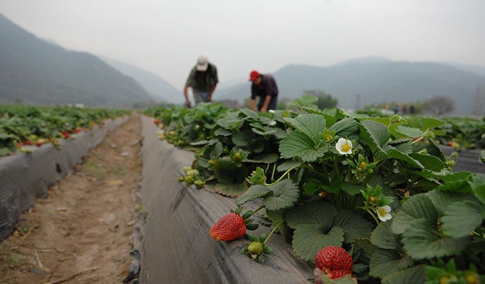 People working on a strawberry farm in Argentina.
