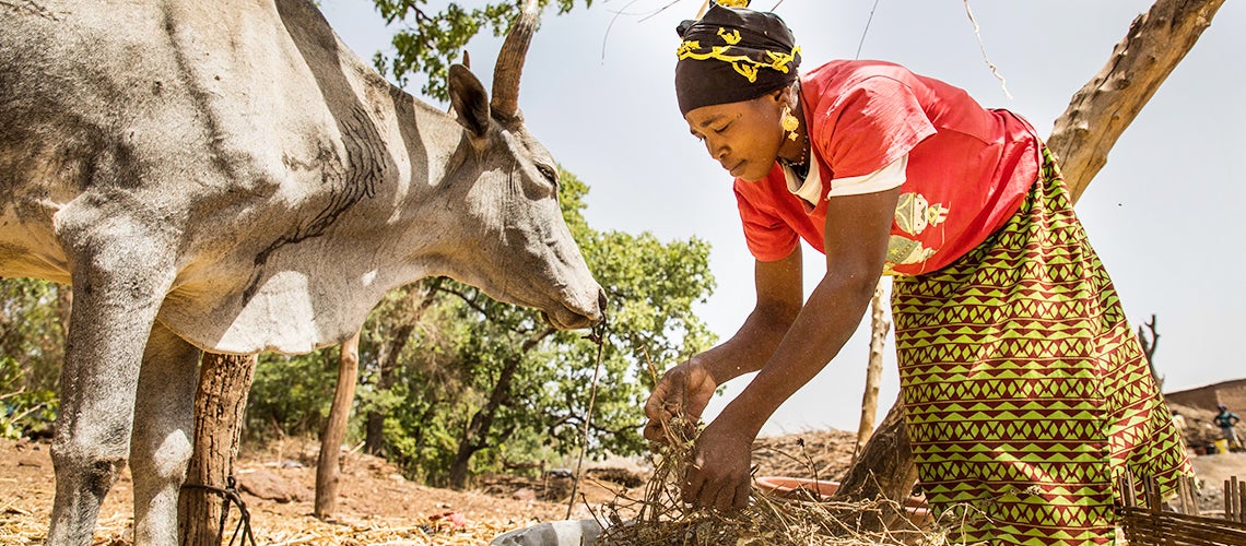 Renforcer la résilience financière des éleveurs au Mali face à la sécheresse