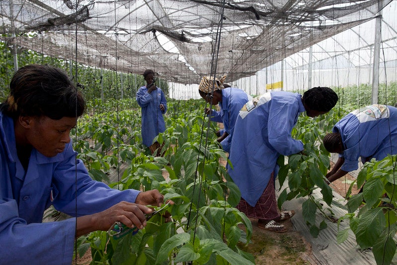 Workers carefully clip plants in the greenhouse of Sidibe Argo-Techniques in Katibougou Village, outside Bamako, Mali 