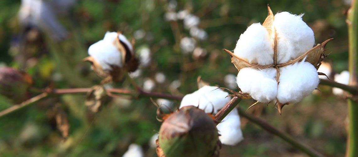 The cotton picking cotton planting base. Credit: Humphery/Shutterstock.com The cotton picking cotton planting base. Credit: Humphery/Shutterstock.com