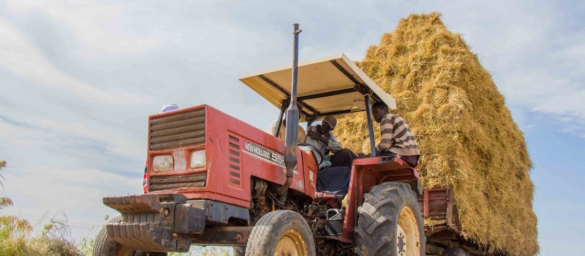 Hombres manejan un tractor cargado de fardos de paja en el norte de Senegal. La producción local de arroz creció vertiginosamente tras la instalación de un nuevo sistema de riego.