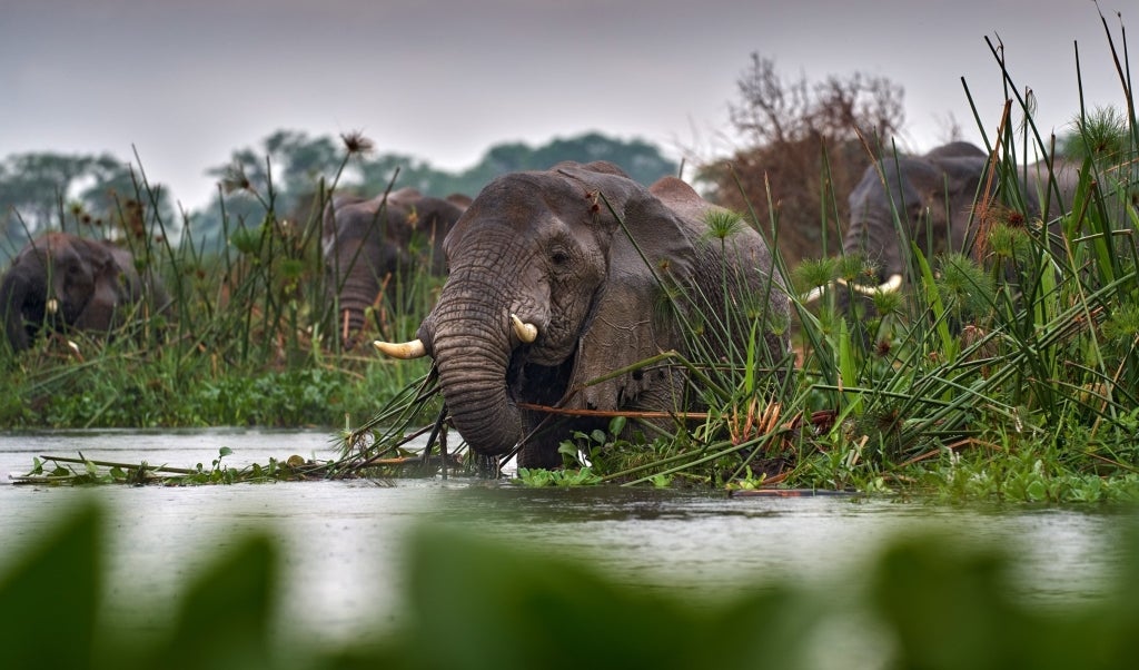 Elephants walk into the Victoria Nile delta, Uganda. Photo Credit: Ondrej Prosicky