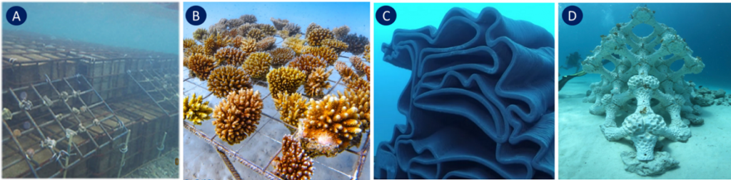 (A) Pilot unit made with gabion baskets and rocks in Grenade (Reguero et al., 2018); (B) Metal structure using mineral accretion technology in Maldives (Coralive); (C) 3D-printed concrete artificial reef in the Calanques National Park (Seaboost and XtreeE);  (D) MARS project: 3D-printed artificial module in Maldives (Alex Goad-MARS).