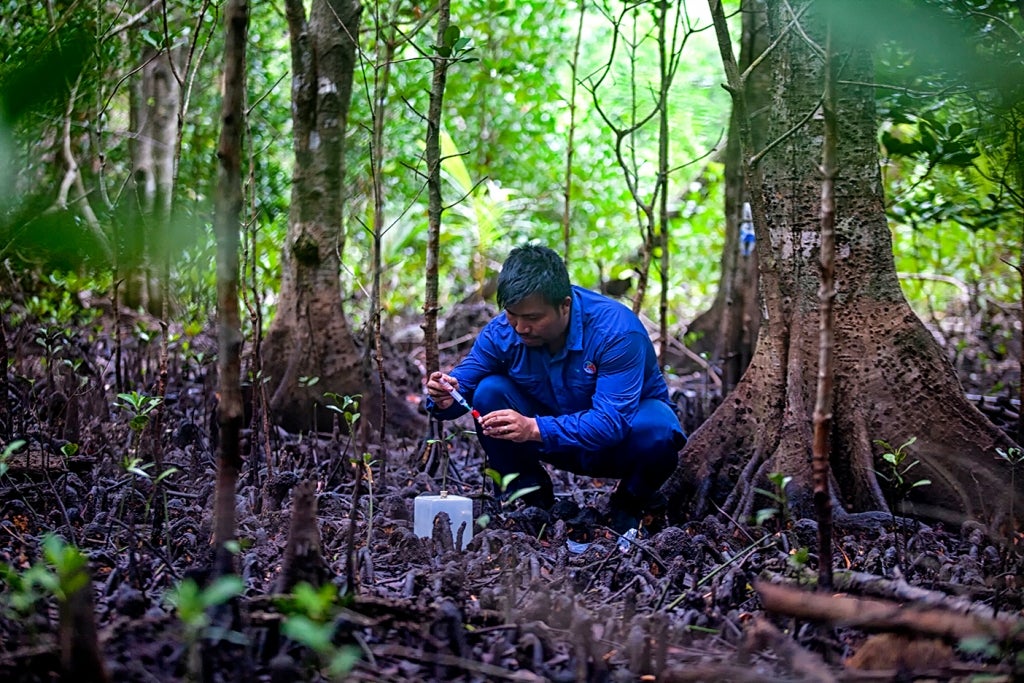 Collecting much needed data in Indonesia?s mangrove forests?Indonesia is home to an extensive network of mangroves which protect coastlines and provide important fish breeding grounds. Photo: LIPI