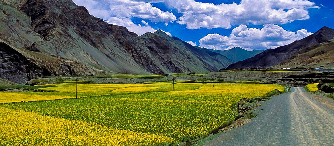 lush green fields against a backdrop of mountains lush green fields against a backdrop of mountains