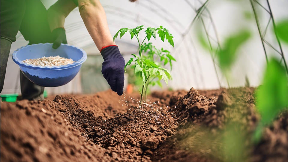Image of  a person fertilizing a tomato plant inside a greenhouse.