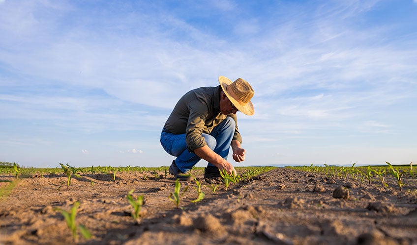 Photo of a farmer bending as he plants seedlings.