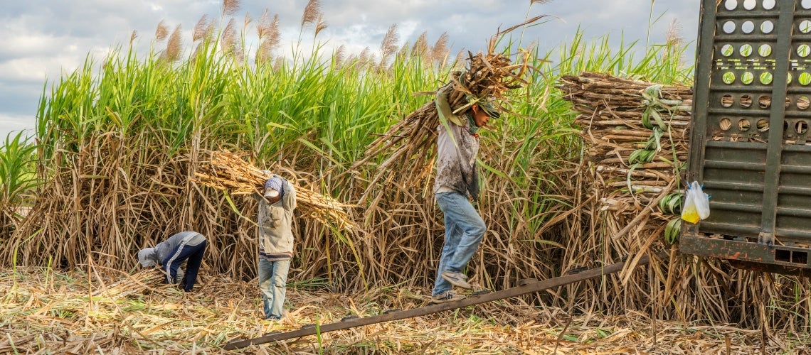 Workers in a sugar cane field Workers in a sugar cane field