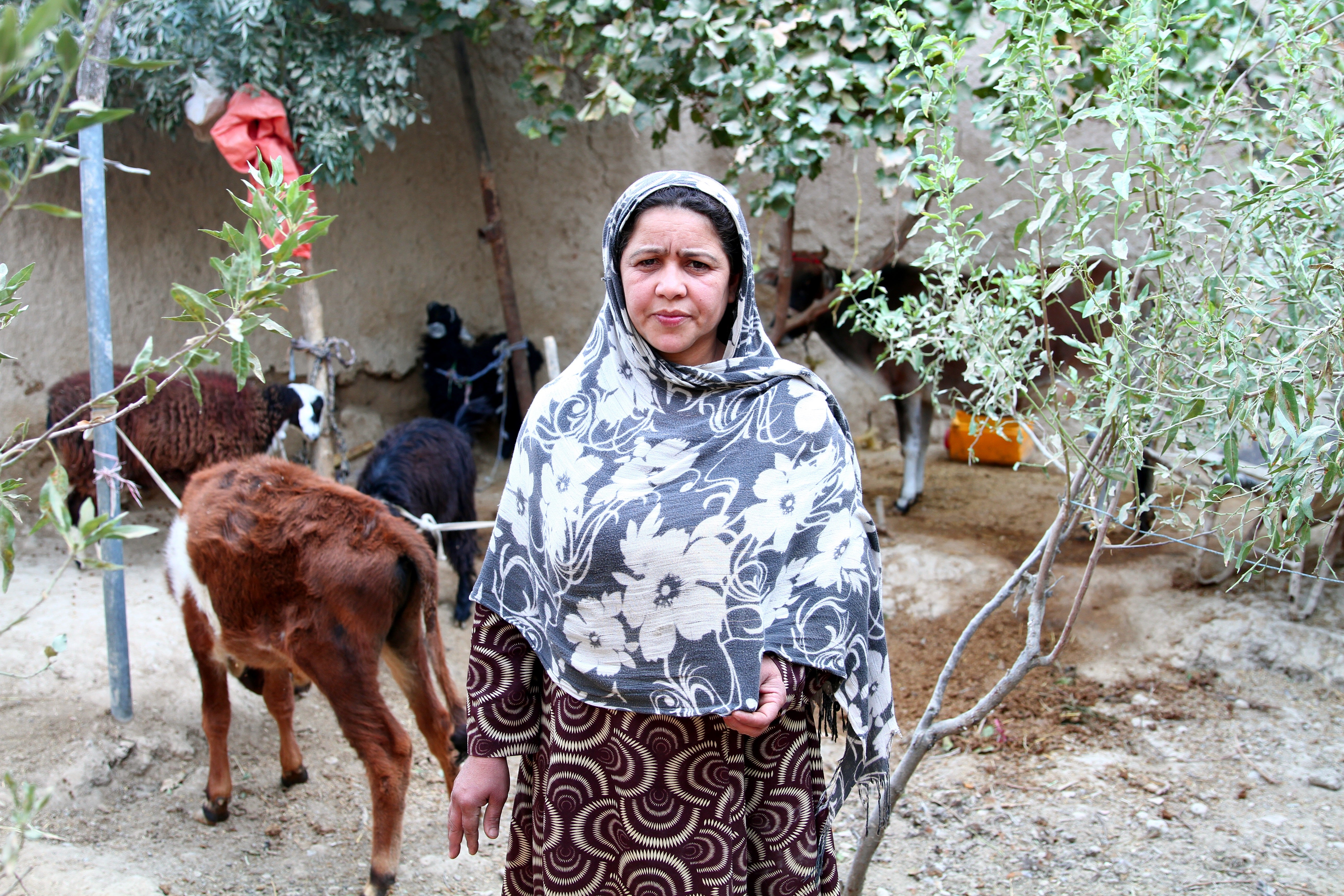 Une femme afghane et son bétail. Les familles inscrites au programme ont reçu des vaches, des moutons et des chèvres. Photo : © Mécanisme de microfinance et de soutien pour l?Afghanistan. Une femme afghane et son bétail. Les familles inscrites au programme ont reçu des vaches, des moutons et des chèvres. Photo : © Mécanisme de microfinance et de soutien pour l?Afghanistan.