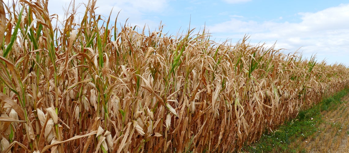 Dry corn field in Southern Germany. Photo credit: Shutterstock