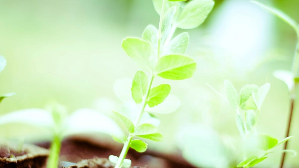 New growth