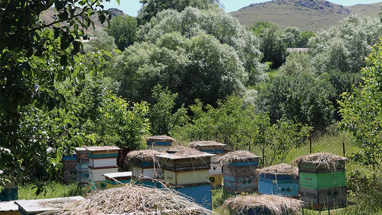 Beehives in Lernapat