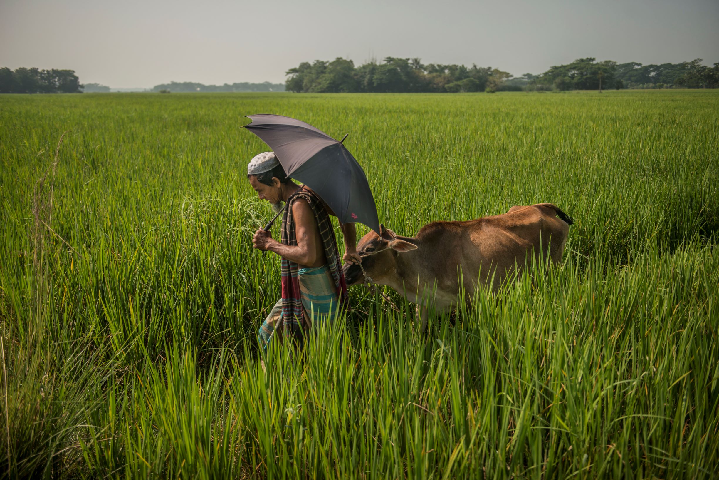 Emergency relief for Bangladesh's pandemic-hit livestock sector