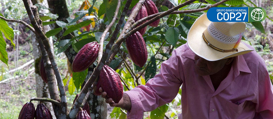 Agricultor inspeccione un árbol de cacao Agricultor inspeccione un árbol de cacao