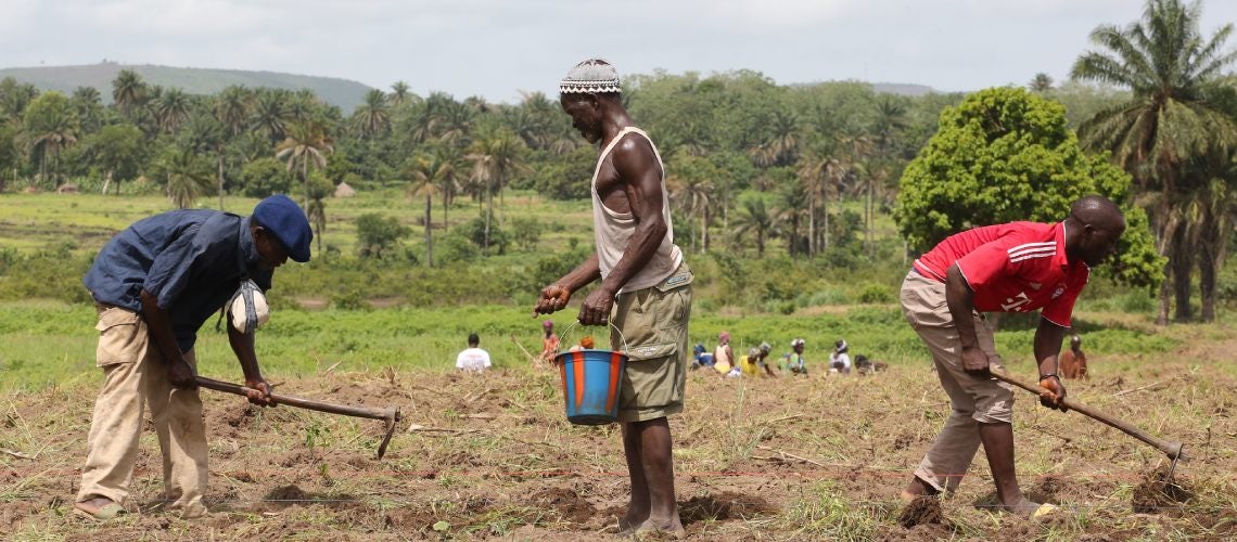 Farmers working in their fields Farmers working in their fields