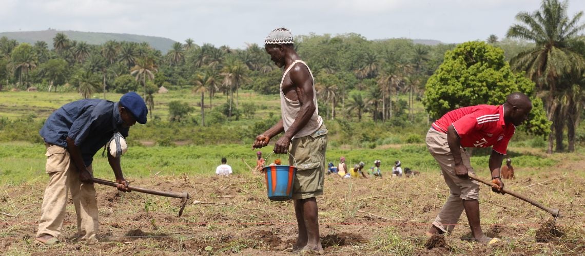 Farmers working in their fields