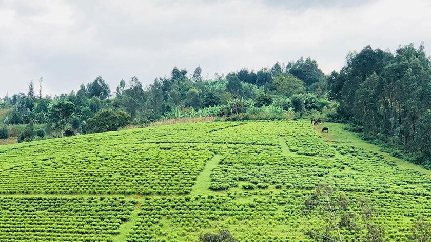 Building resilience in the land of 3,000 collines: Rooting out drivers of climate fragility in Burundi