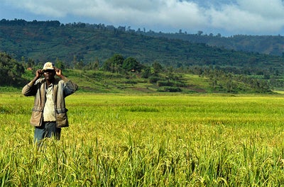 Photo by IRRI via Creative Commons Photo by IRRI via Creative Commons