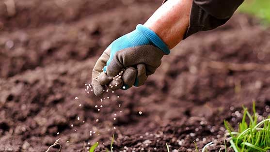 Photo of an elderly woman's hand adding fertilizer to the soil.