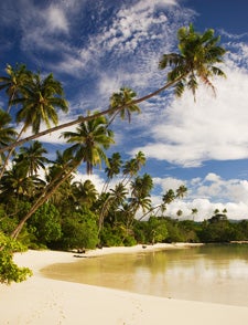 Coconut palms on the Pacific Islands