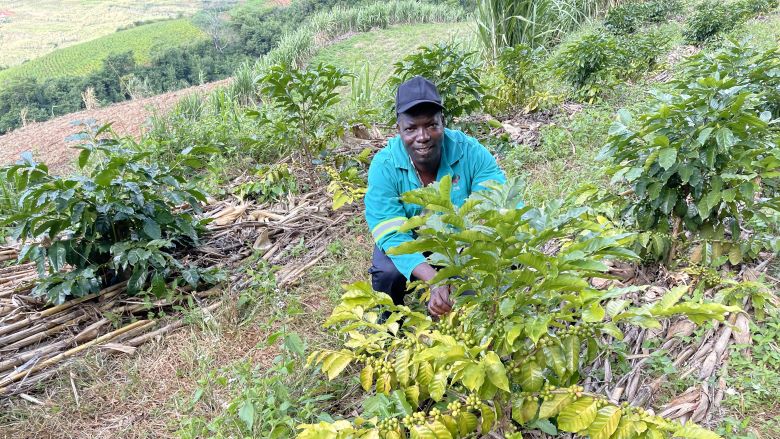 Fernando Chaúque, a local farmer, tends to coffee plants. Photo: Gabriella Morandi/World Bank