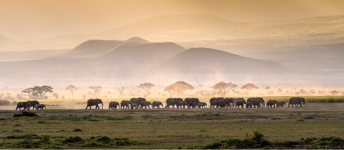 Elephant herd in savanna serengeti panoramic of wild life