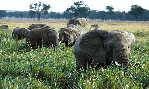 Elephants. World Bank/Curt Carnemark