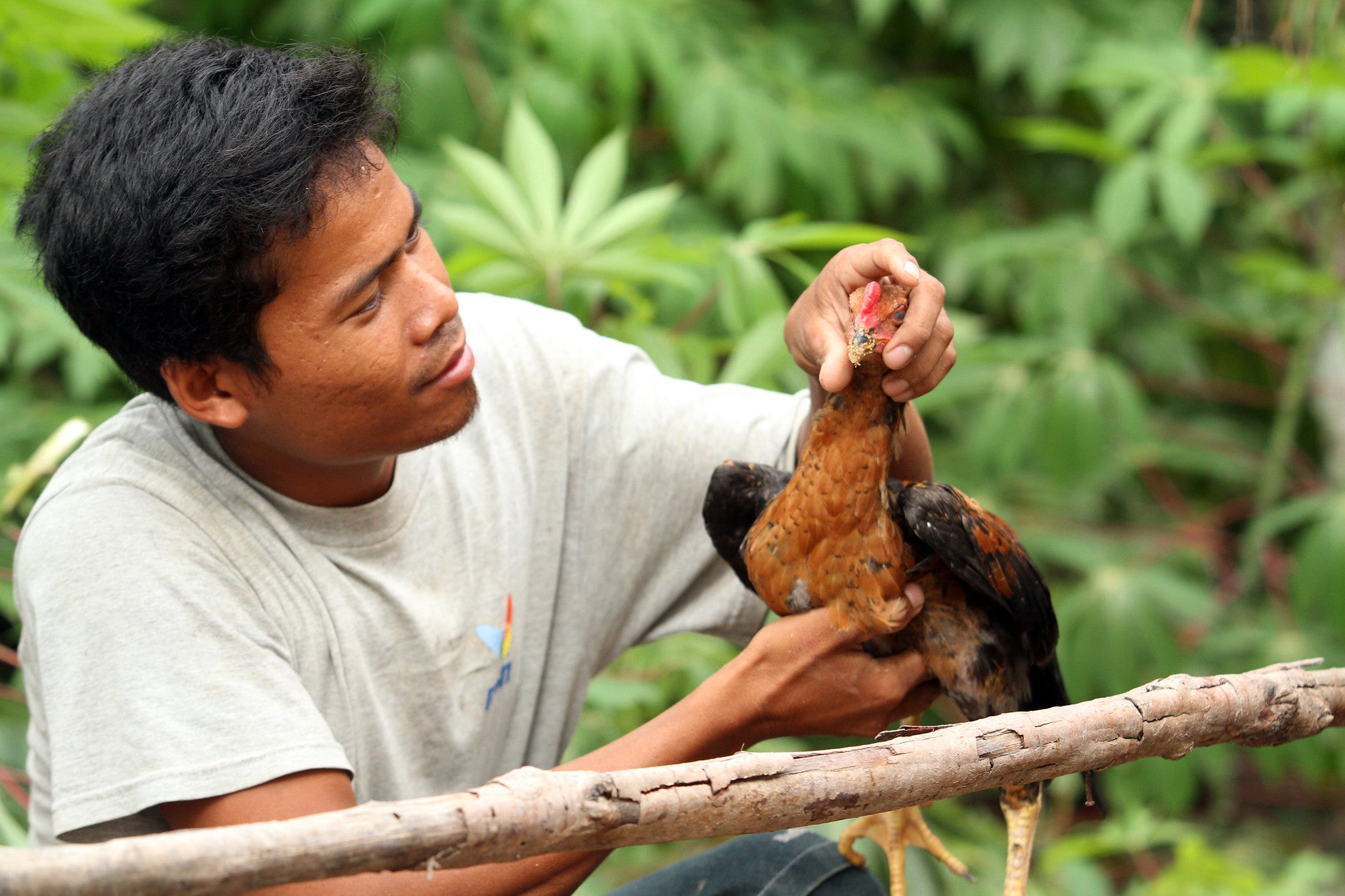 un Sovath supports his family by raising chickens. Agriculture is a key sector in Cambodia due to the predominance of the rural population and its contribution to the national economy. Kampong Thom, Cambodia. © Chhor Sokunthea / World Bank un Sovath supports his family by raising chickens. Agriculture is a key sector in Cambodia due to the predominance of the rural population and its contribution to the national economy. Kampong Thom, Cambodia. © Chhor Sokunthea / World Bank