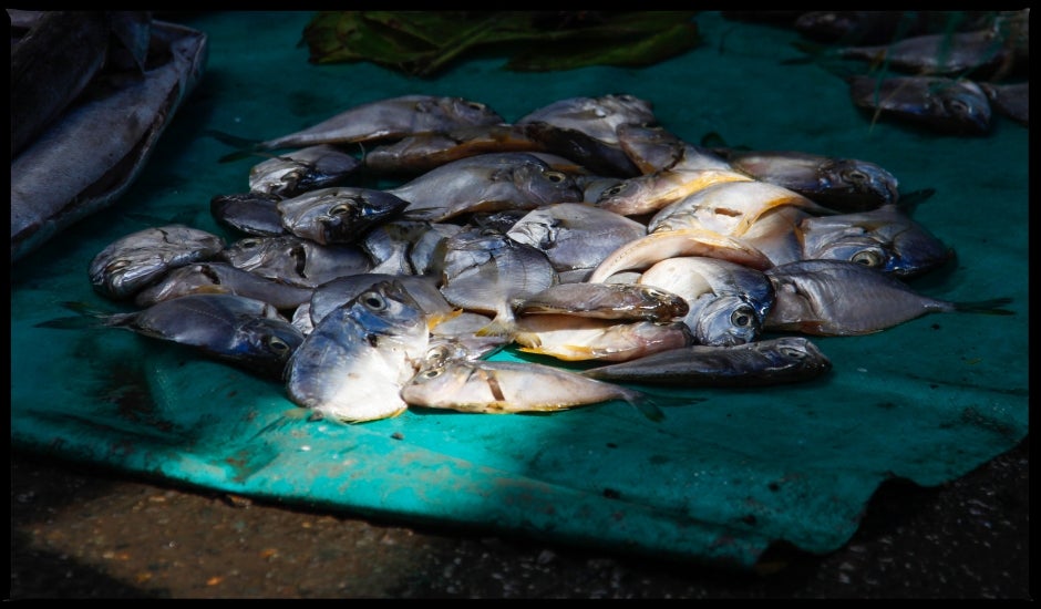 Pescados en el mercado de Suva, Fiji. Crédito: Edie Purdie.