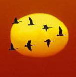 The ?flying geese? pattern describes the sequential order of the catching-up process of industrialization of latecomer economies.