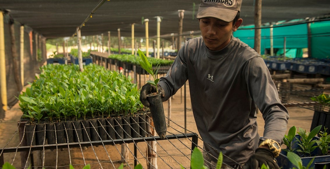 Para salvar los bosques, hay que mirar más allá de los árboles. Fotografía: Nadège Mazars/Banco Mundial. Para salvar los bosques, hay que mirar más allá de los árboles. Fotografía: Nadège Mazars/Banco Mundial.