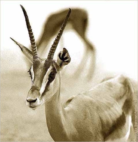 Gazelle. Source: Bahman Farzad -- http://www.flickr.com/photos/21644167@N04/2104059837/sizes/m/in/photostream/