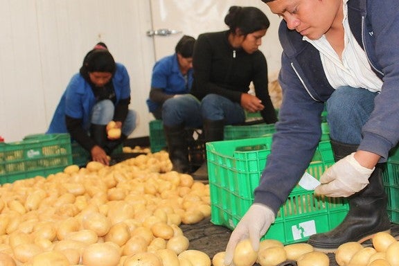 Mujeres seleccionando papas en una industria en Honduras. Foto: Angels Masó / Banco Mundial