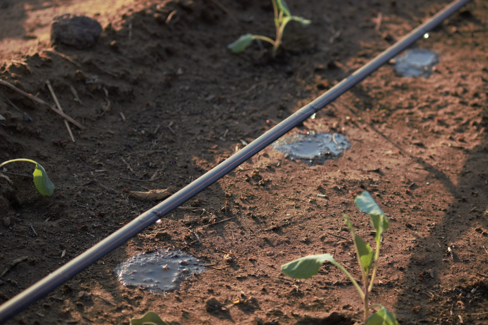 Solar-powered drip irrigation technology. Photo: Liudmila Pestun / IFC