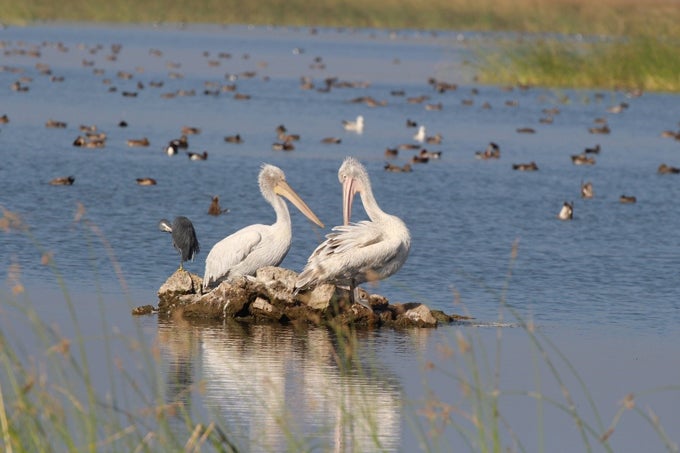 kanwar jheel birds
