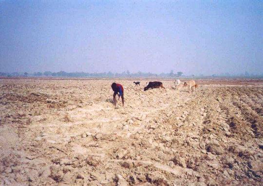 Sodic land before reclamation process, Aligarh
