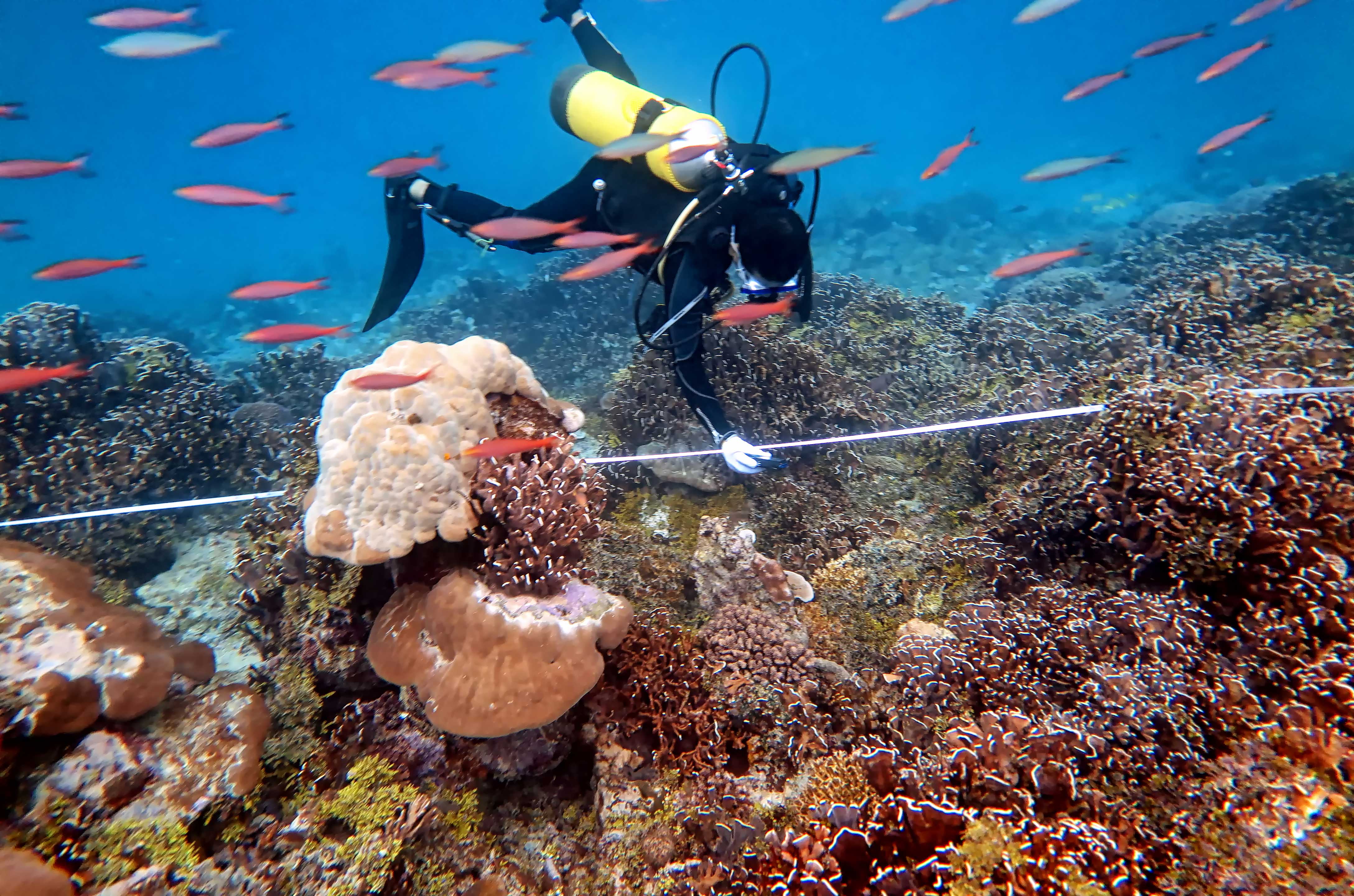 Mengukur terumbu karang di lautan Indonesia ? melacak tingkat kesehatan terumbu karang sangat penting untuk mengukur tingkat produktifitas dan jasa lingkungan yang dapat diberikan oleh habitat penting ini. Foto: LIPI