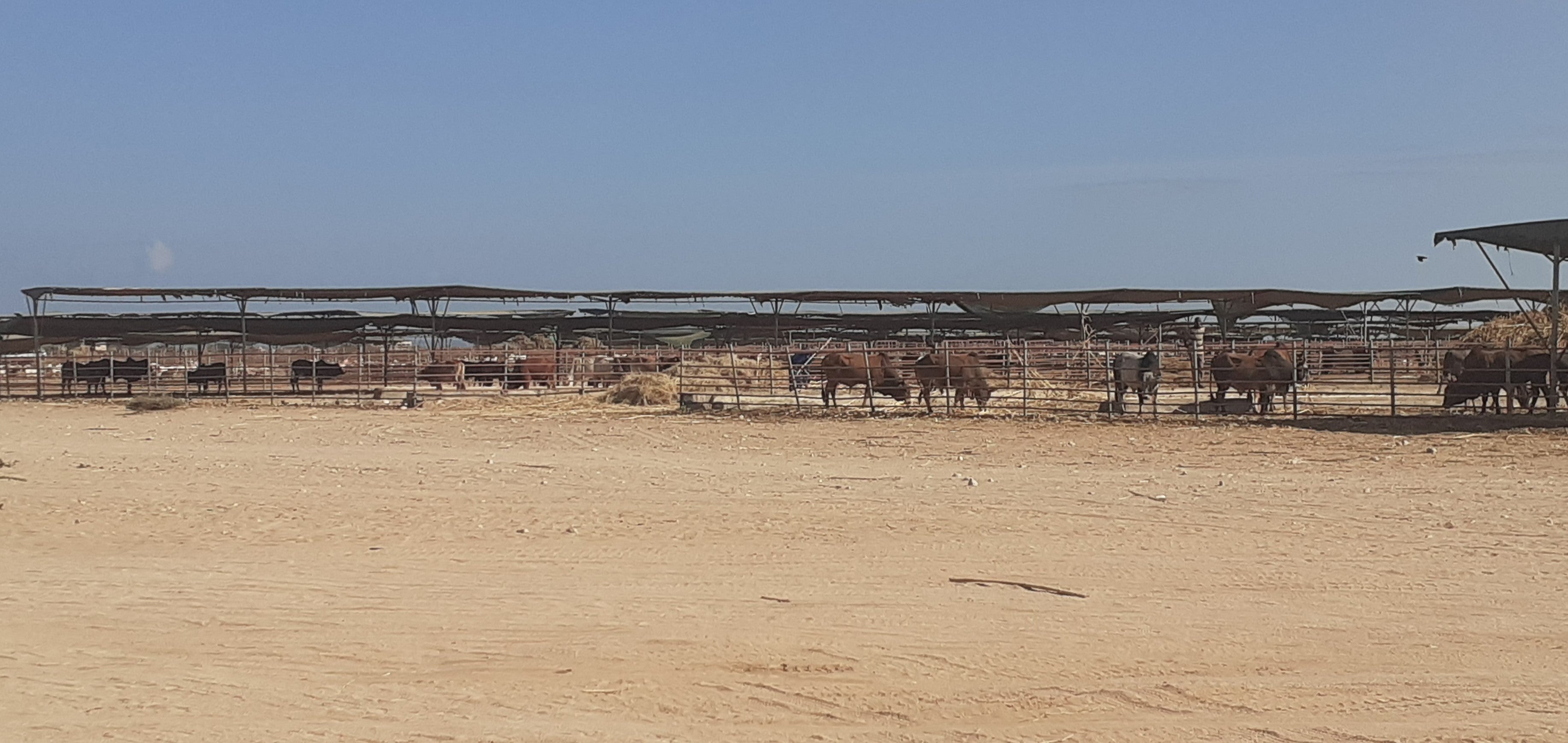 Livestock in Somalia