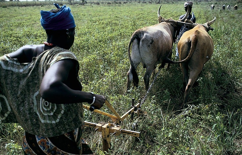 Woman plowing soil. Mali.