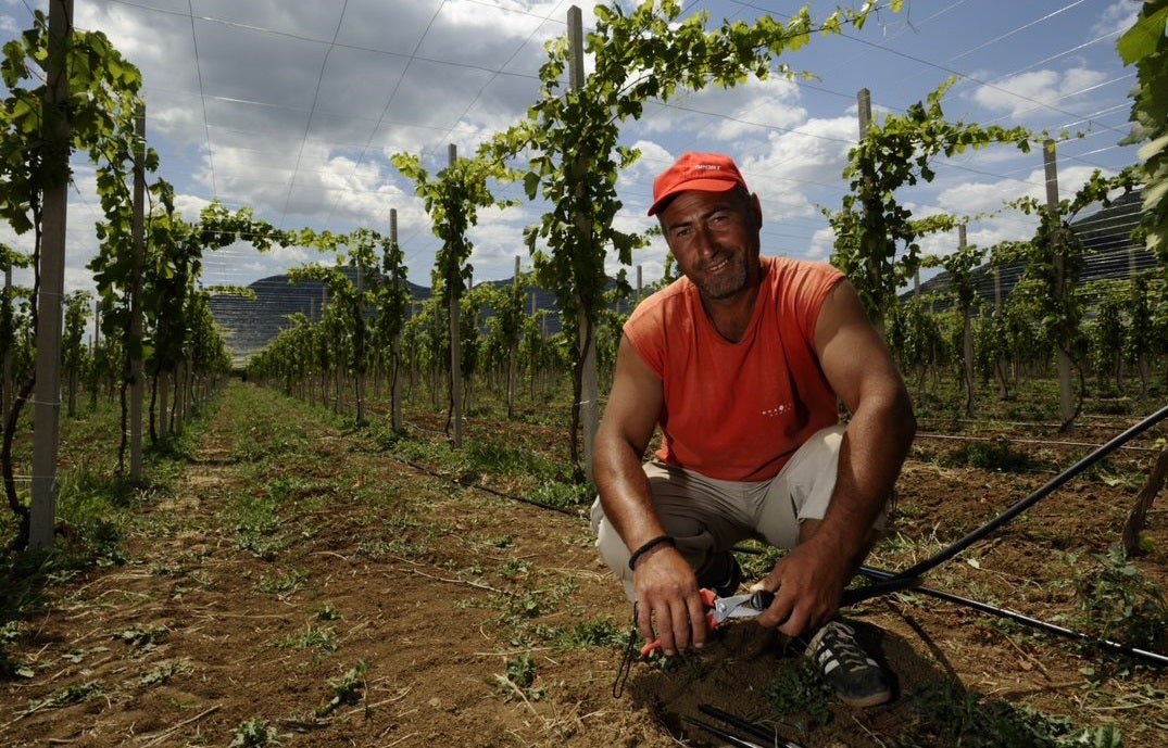 A man sits in a vinyard A man sits in a vinyard