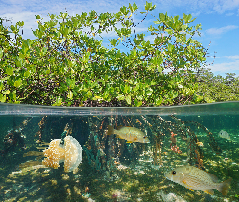 Photo of mangroves via Shutterstock