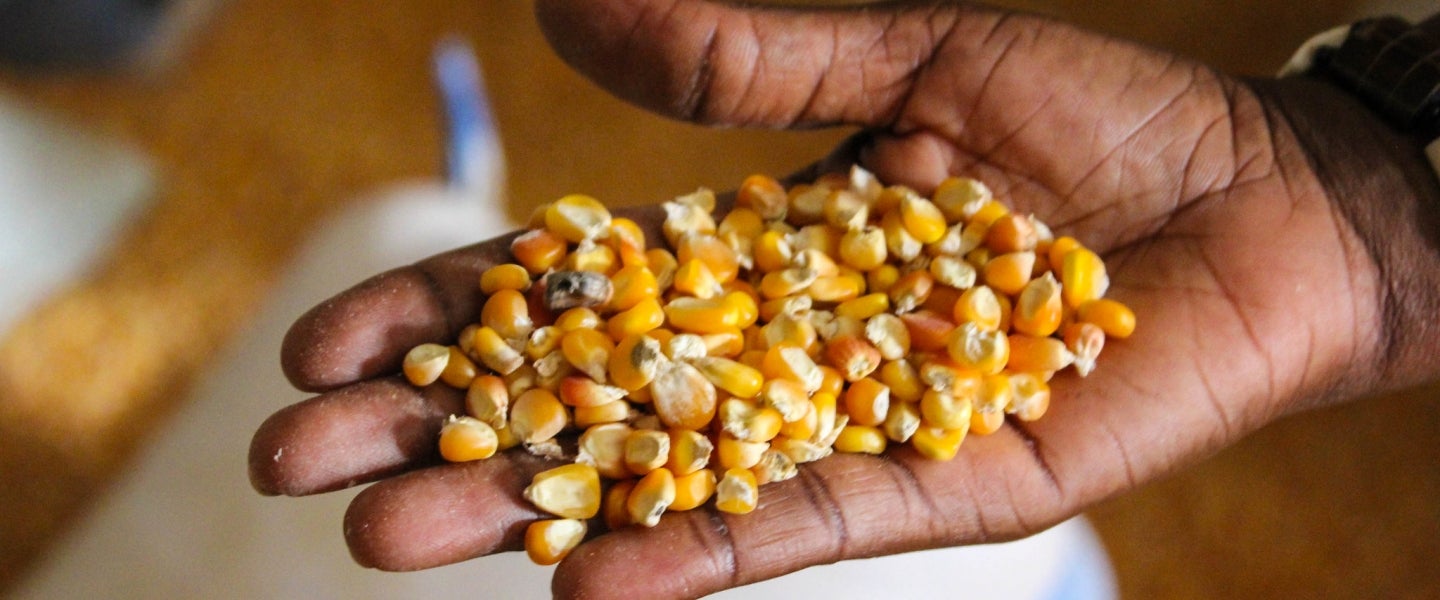 Maize seeds being held by a hand. Maize seeds being held by a hand.