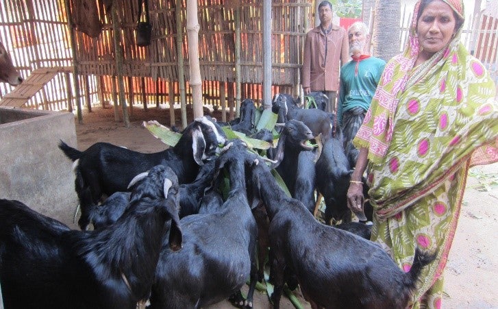 Goat farmer Masura Begum in Bangladesh