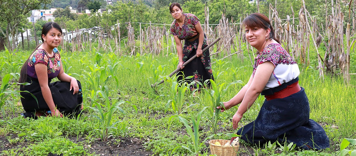 Indigenous women from Mexico are working on communitie´s corn fields