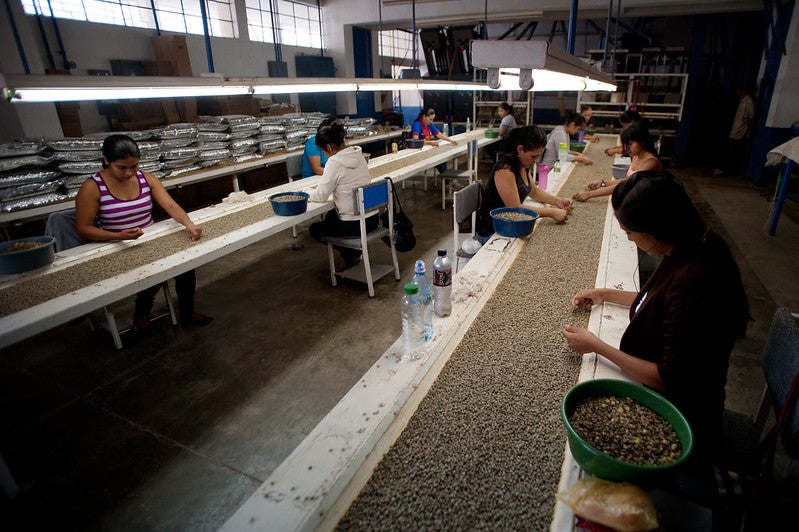 Women select coffee beans in a factory